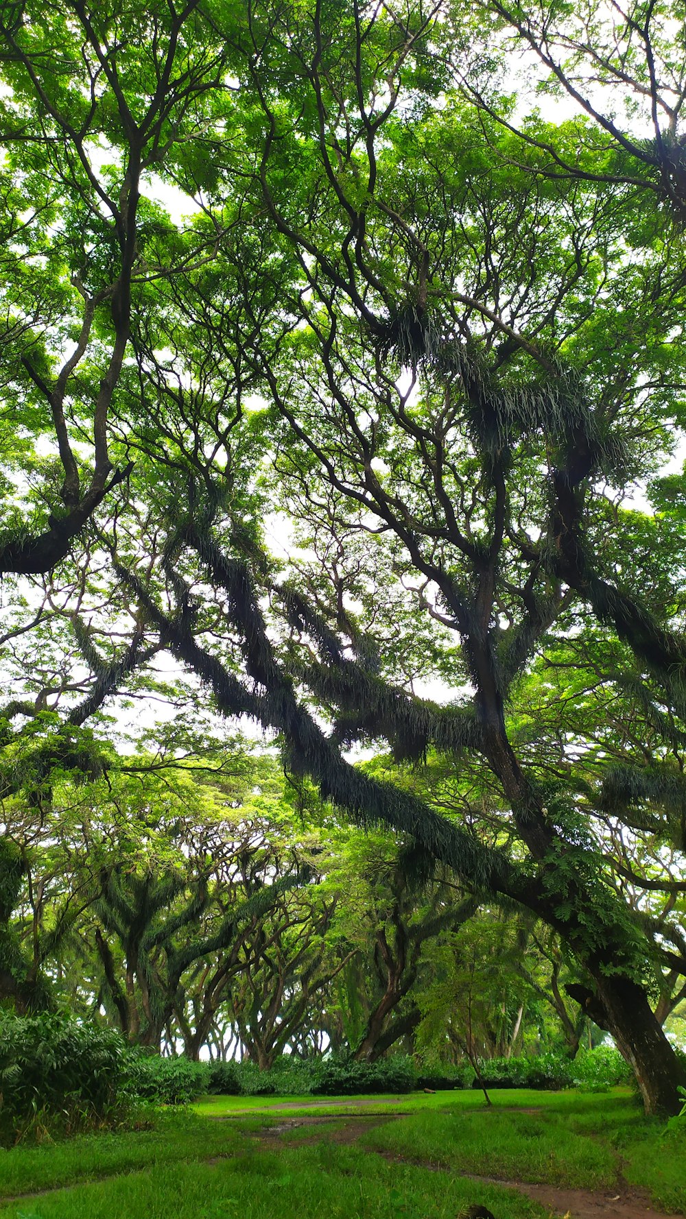 a lush green forest filled with lots of trees