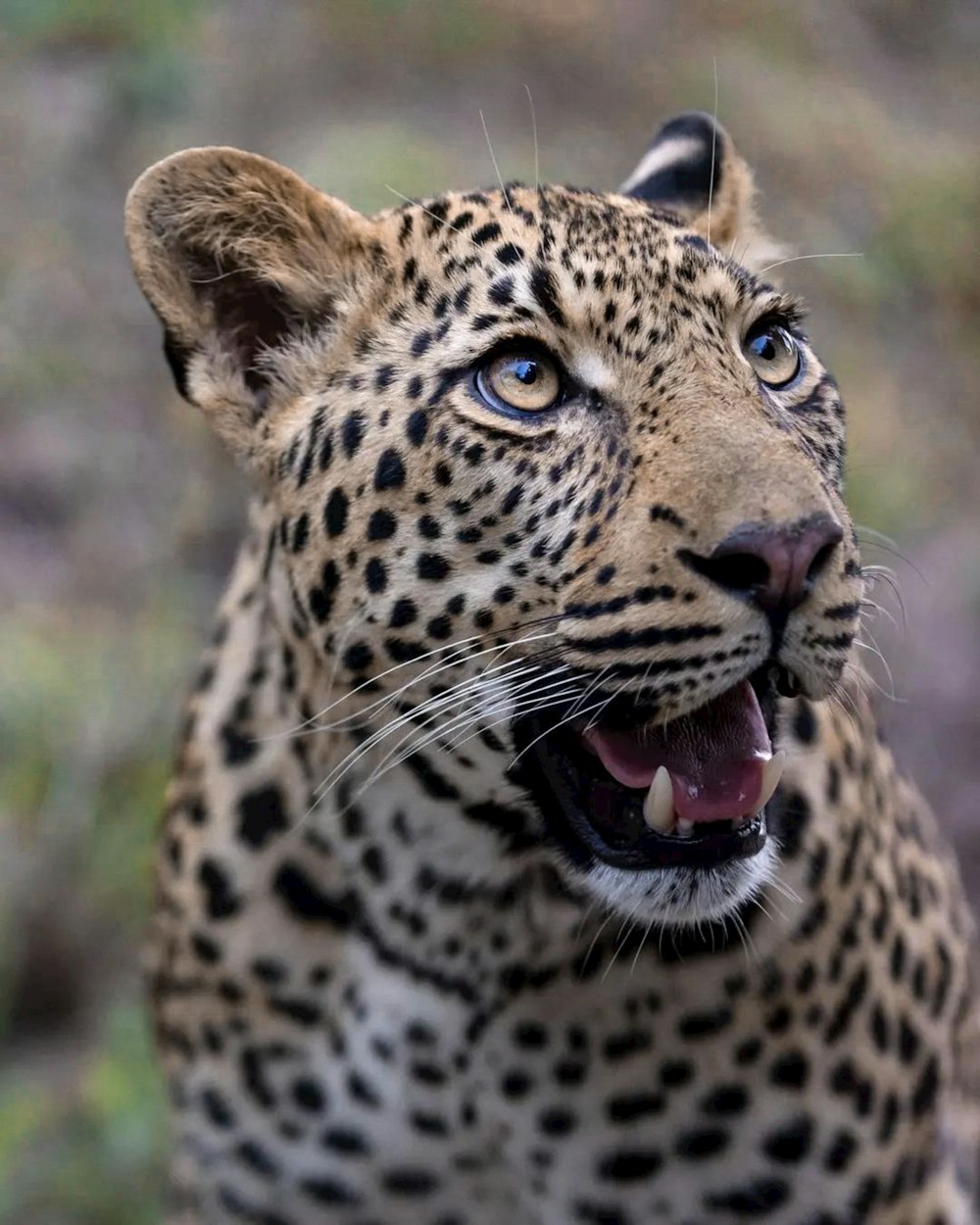 a close up of a leopard with its mouth open