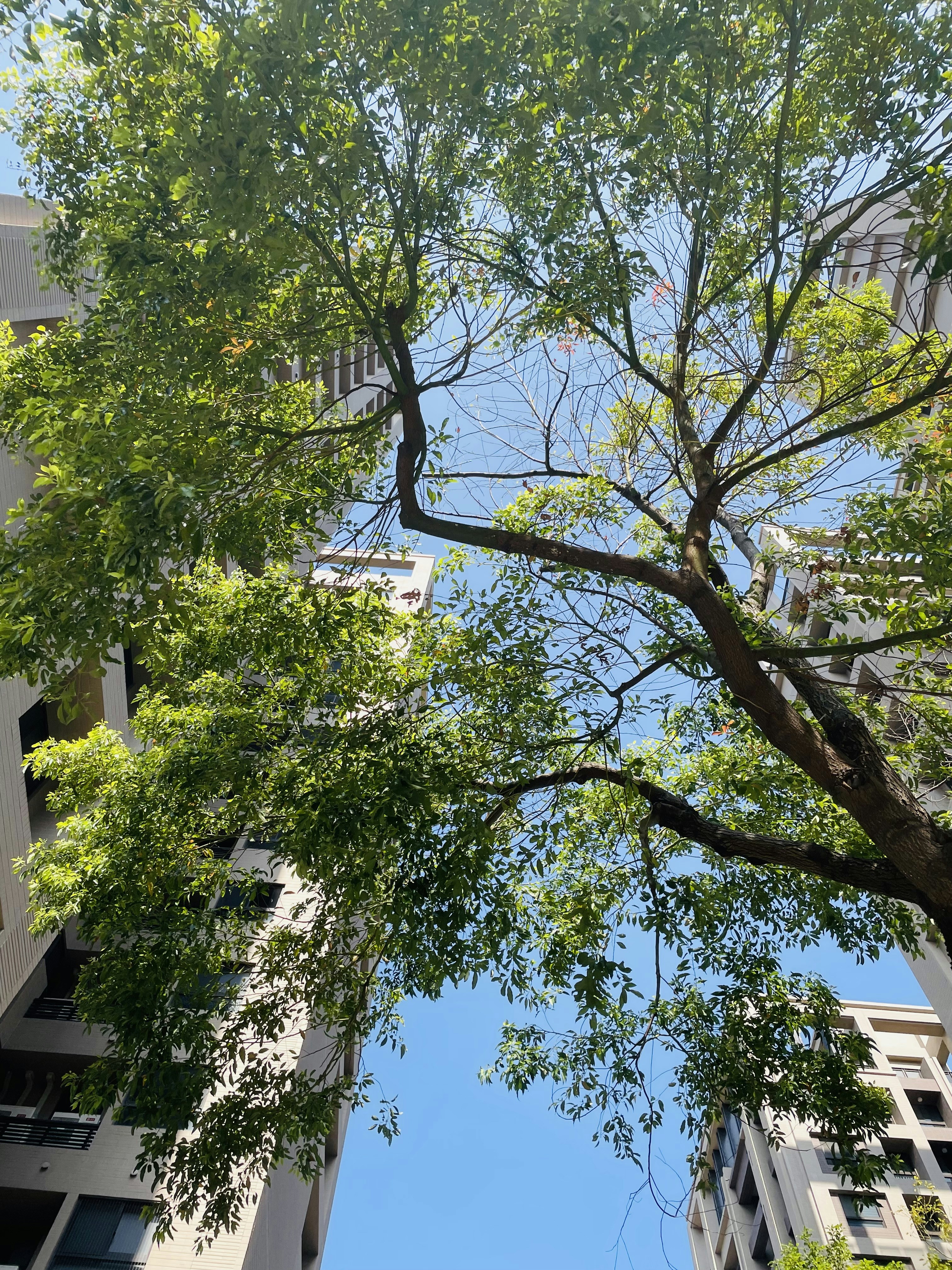 looking up at the tops of tall buildings