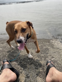 A brown dog with a white snout and a green collar is on a concrete surface near a body of water. The dog is looking towards the camera with its tongue hanging out. In the foreground, two feet wearing black sandals are visible.