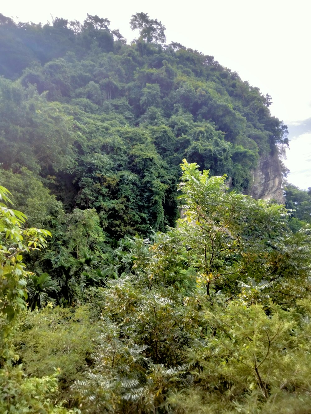 a lush green forest filled with lots of trees