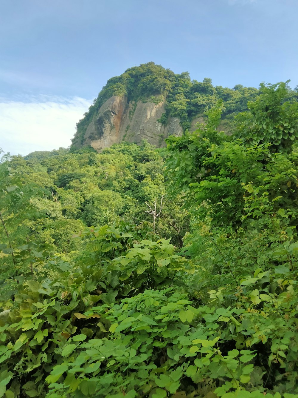 a lush green forest filled with lots of trees