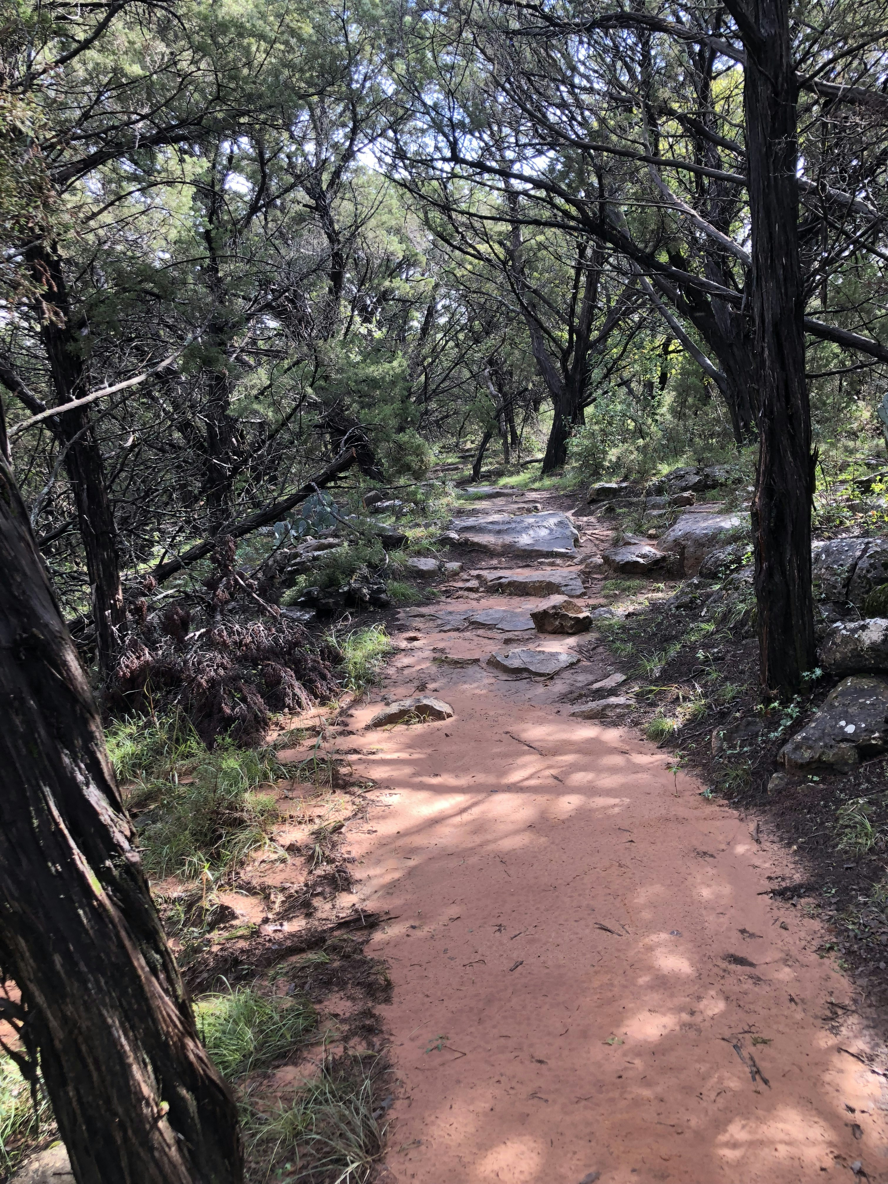 a dirt path in the middle of a forest