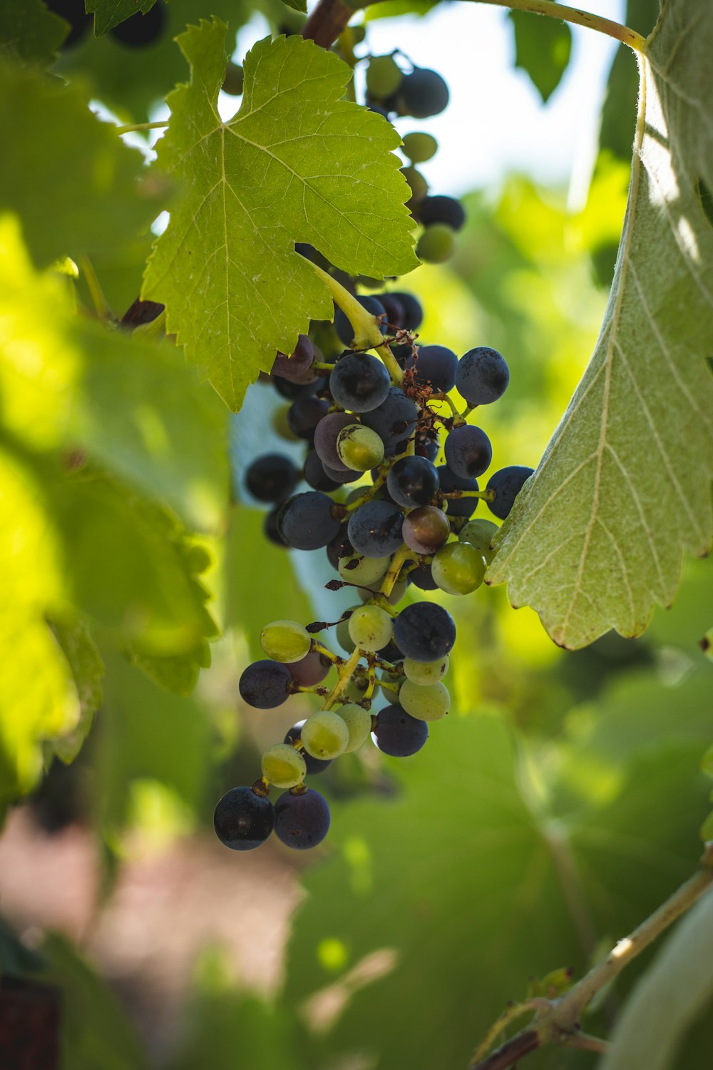 a bunch of grapes hanging from a vine