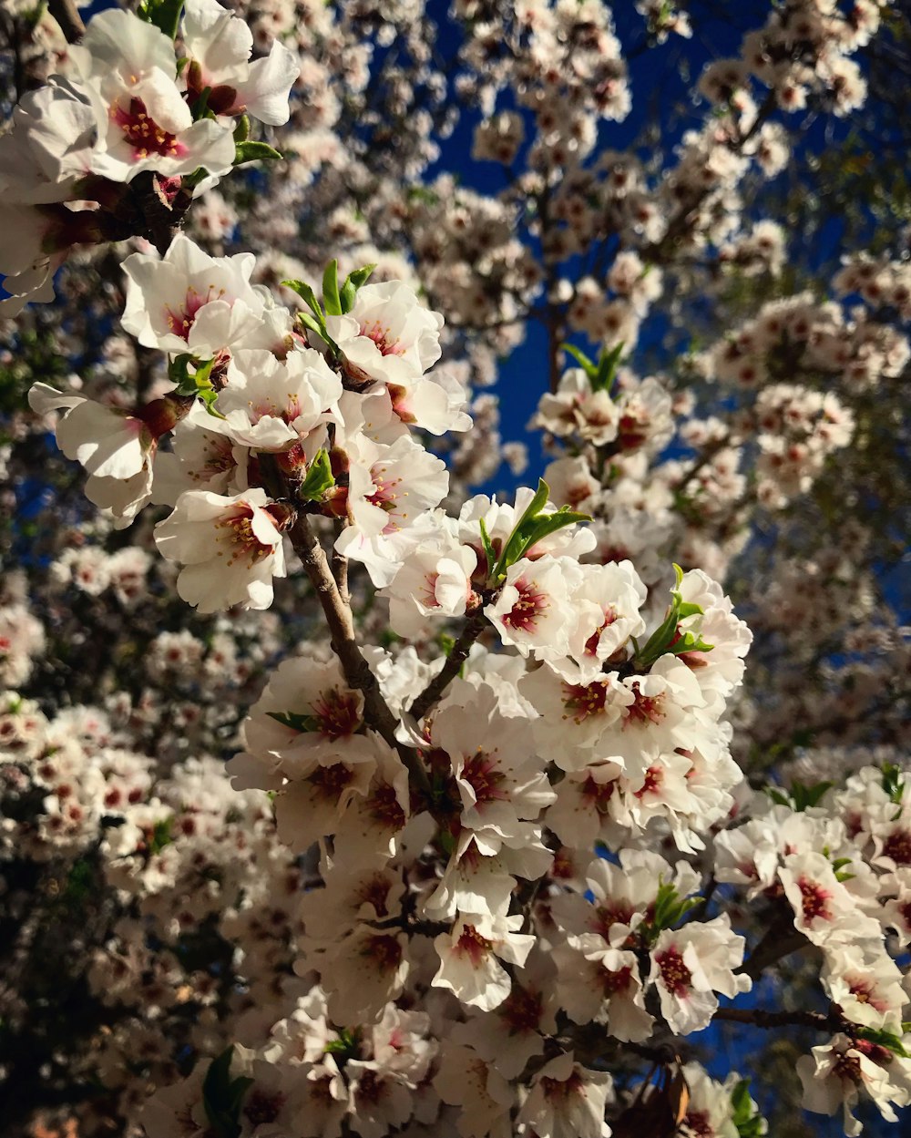 a close up of a tree with white flowers