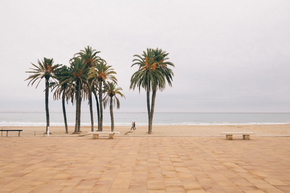 a person walking on a beach with palm trees