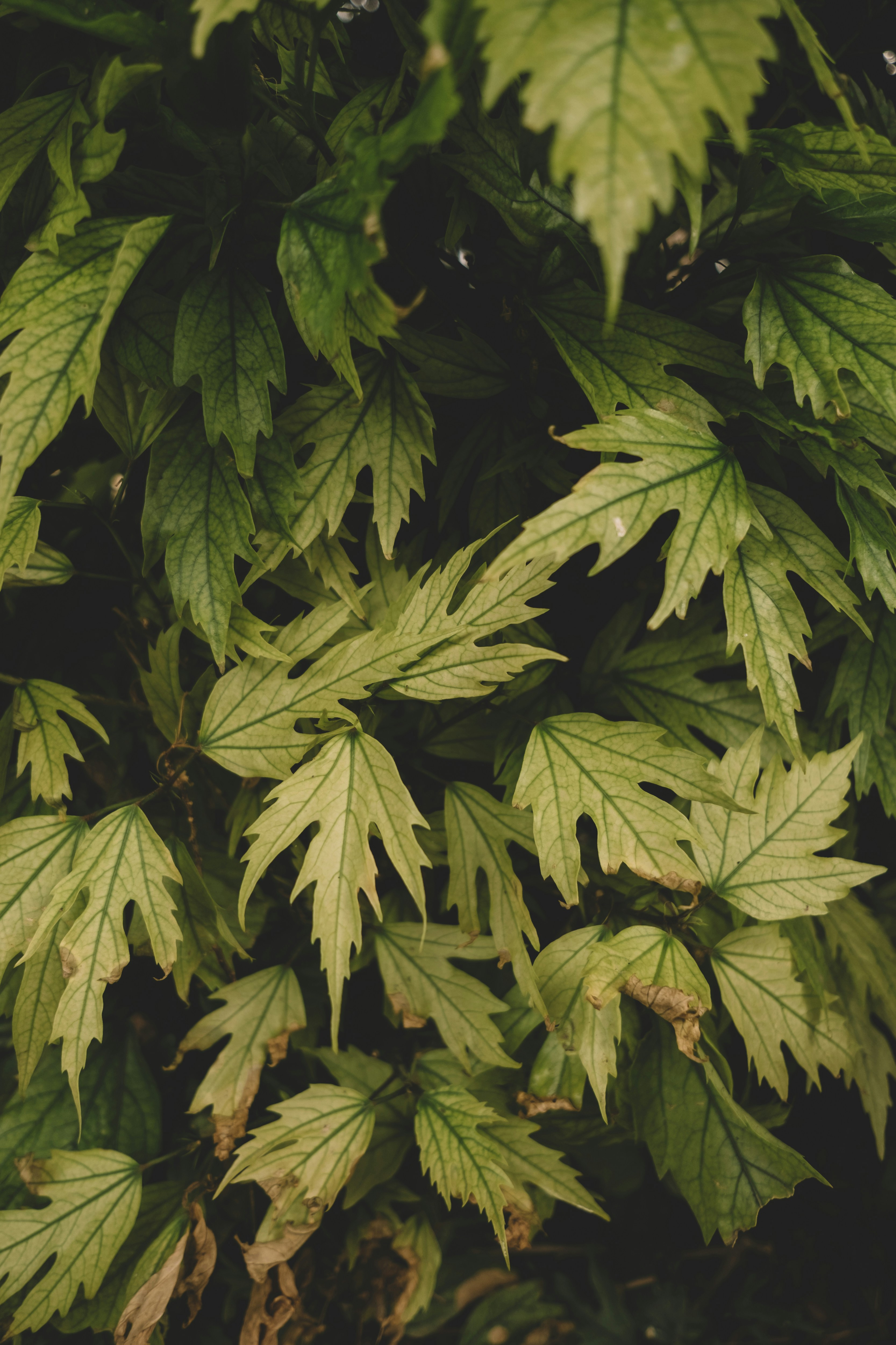 Photo by jelenalapina