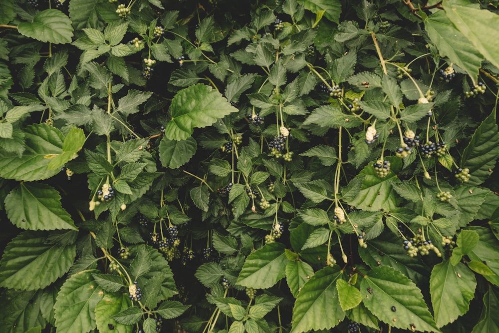 a close up of a bunch of leaves on a plant