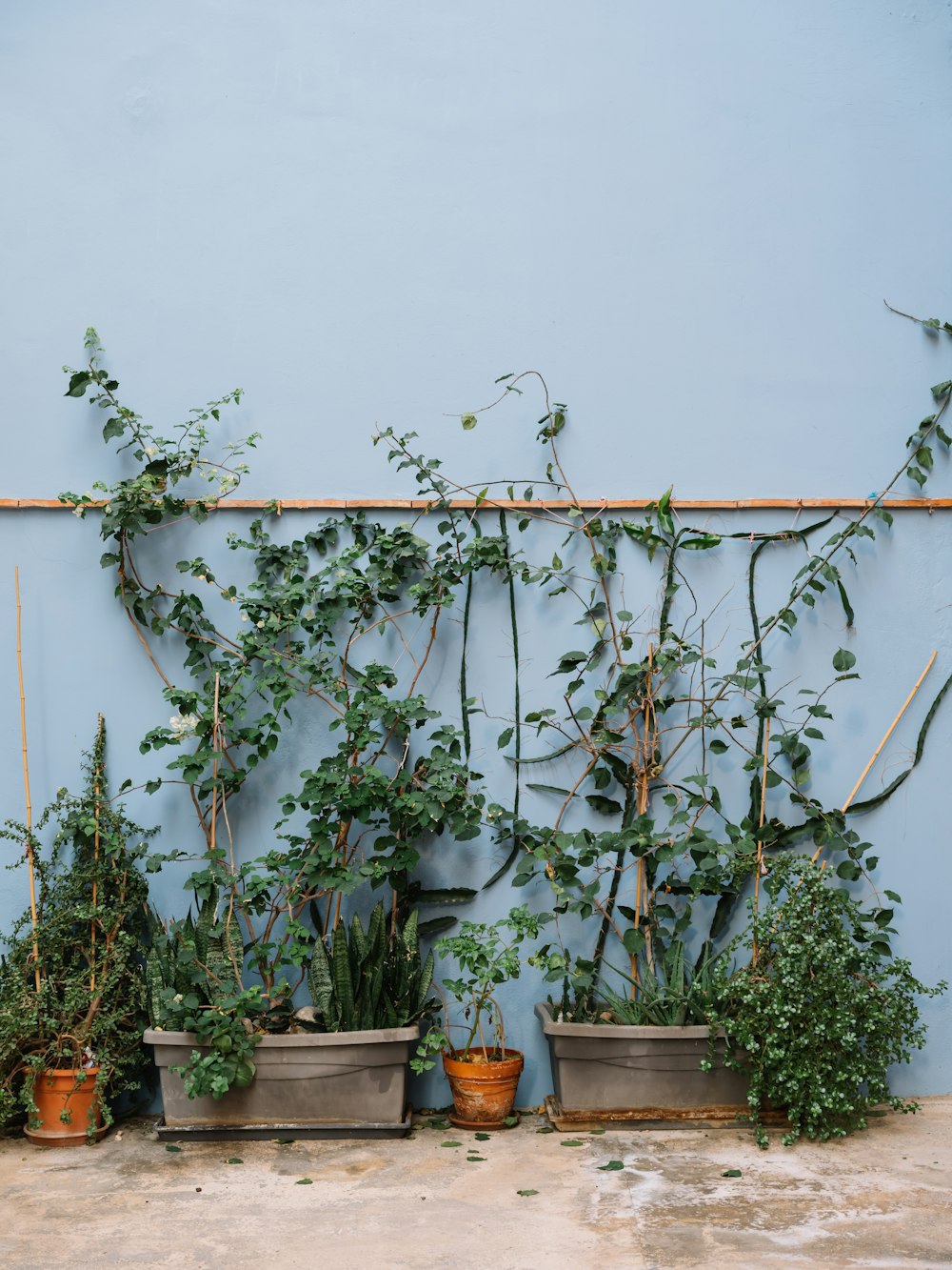 Un grupo de plantas en macetas contra una pared azul