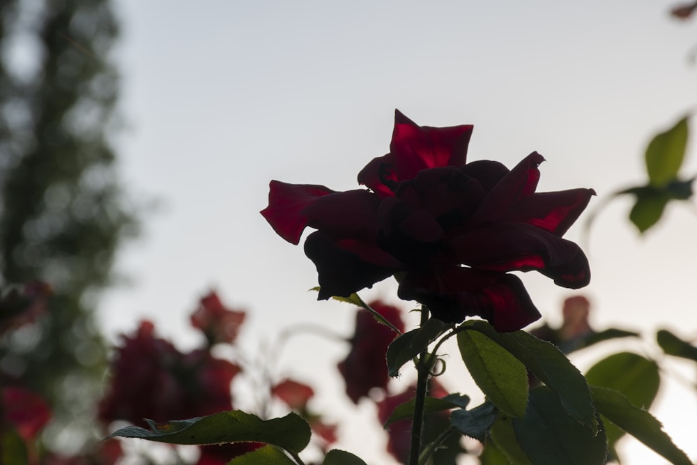 a close up of a flower with a sky in the background