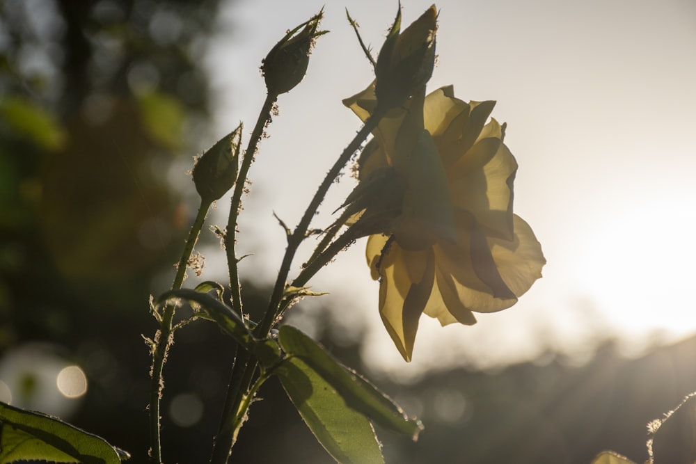 a sunflower in the foreground with the sun in the background