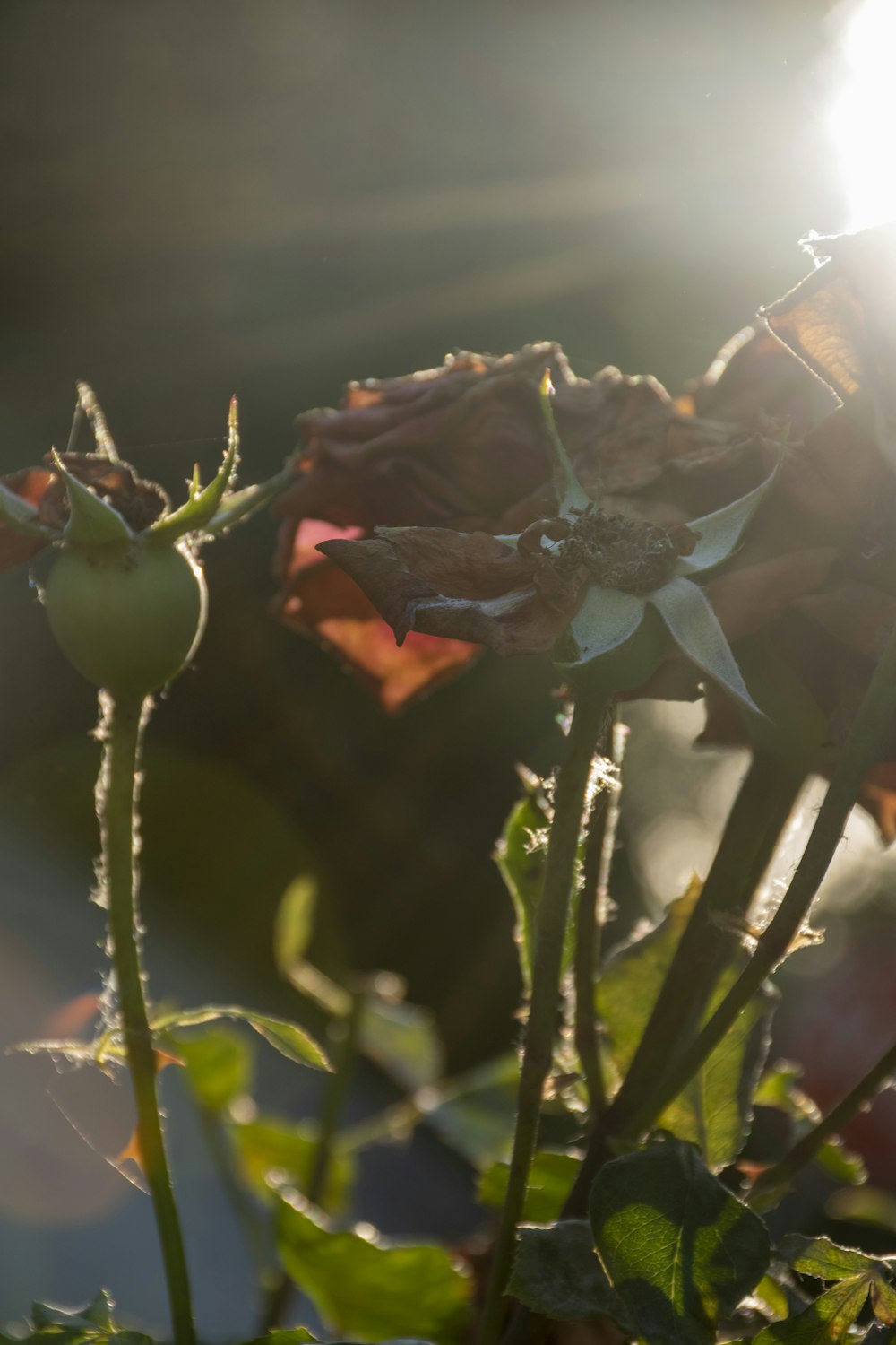 a close up of a flower with the sun shining in the background