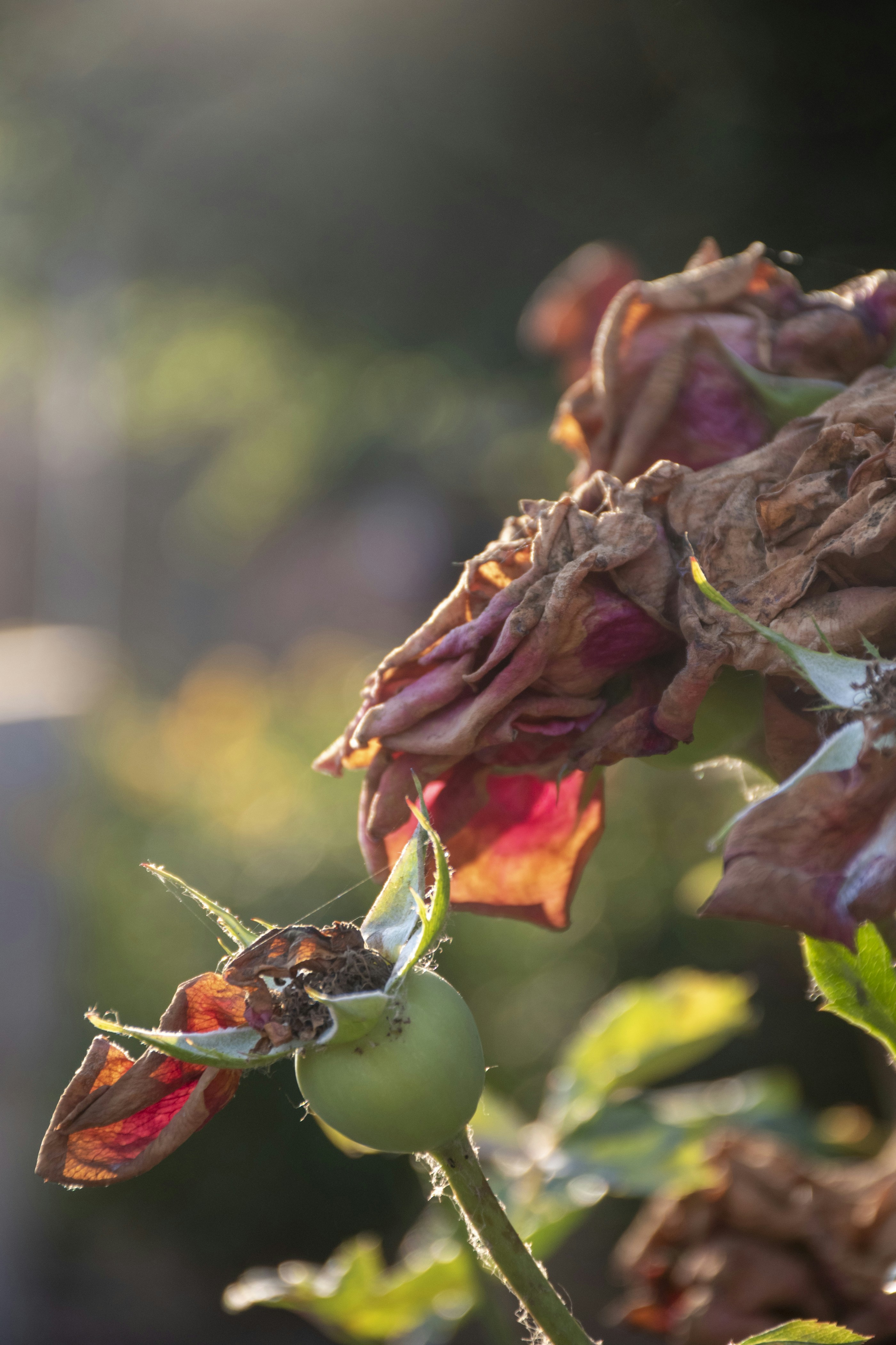 a close up of a flower with a bug on it