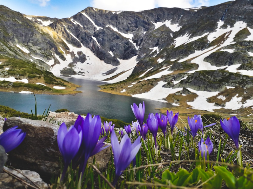 a group of purple flowers in front of a mountain lake