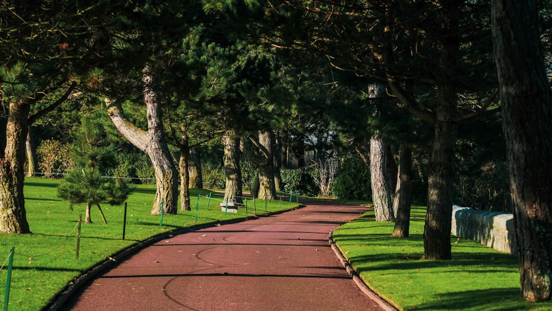 a paved path in a park lined with trees