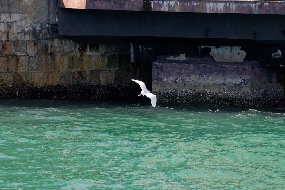 a white bird flying over a body of water