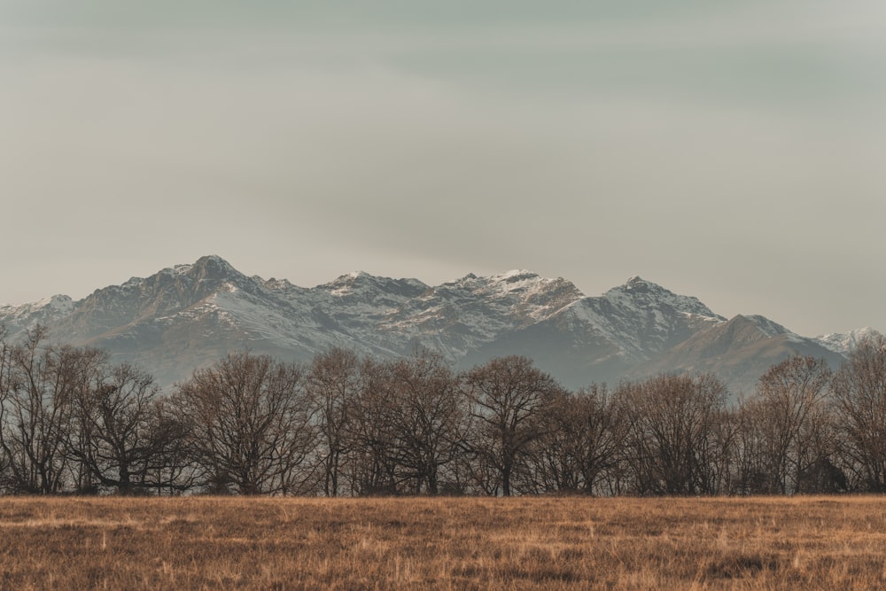 um campo com árvores e montanhas ao fundo