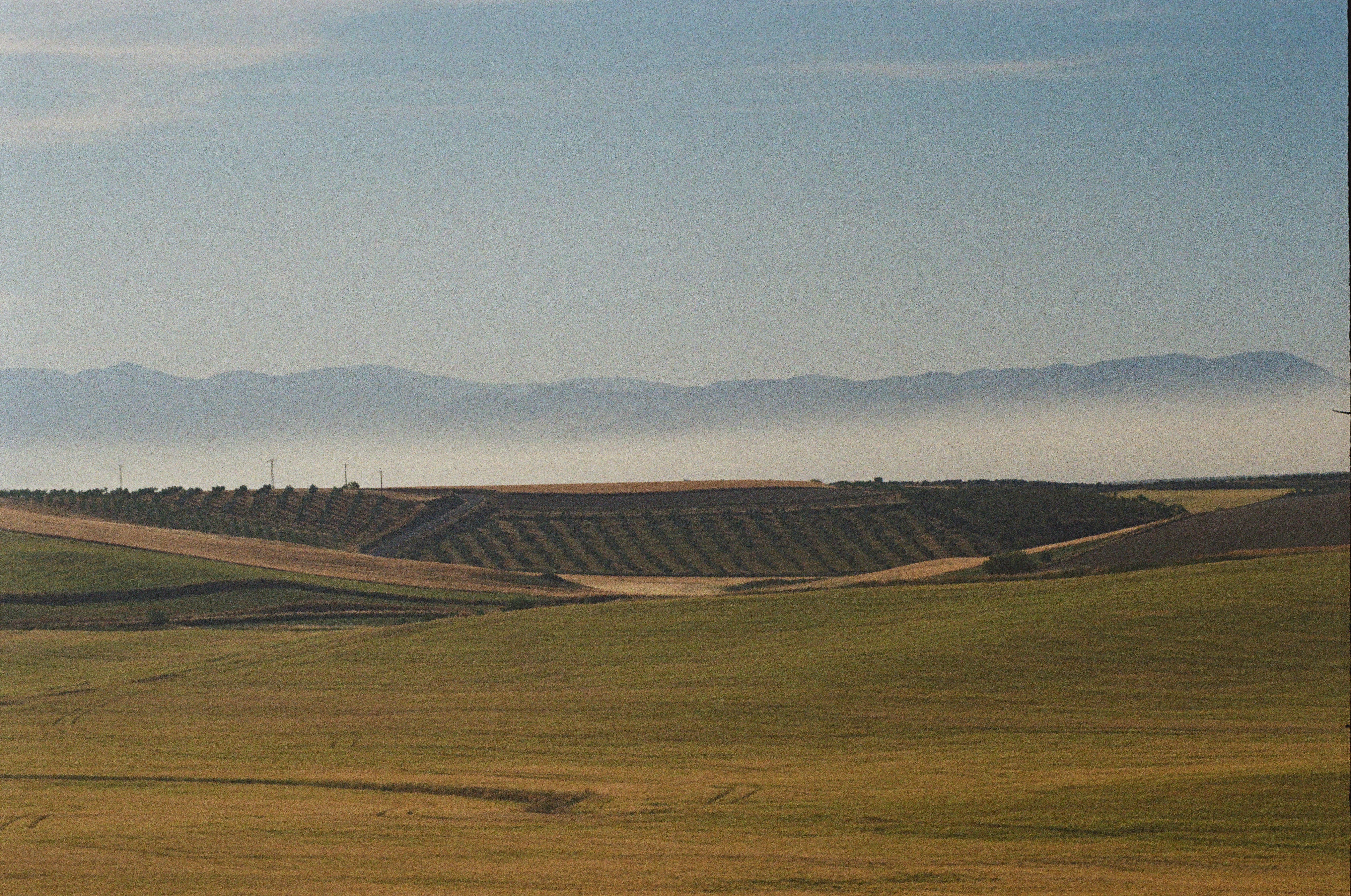 a large field with a few animals in it