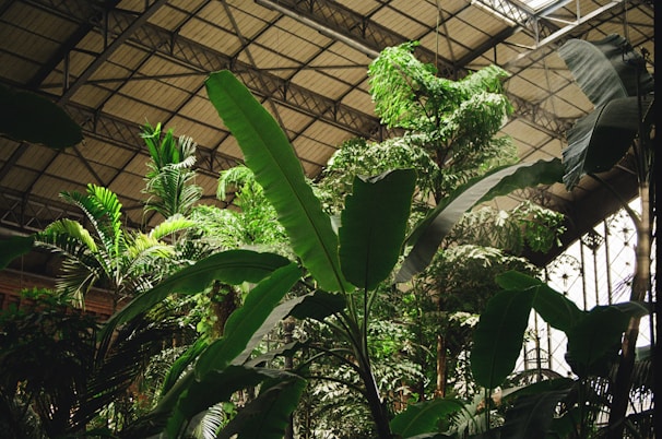 Various tropical plants and large green leaves under a large metal and glass greenhouse ceiling structure with sunlight filtering through.