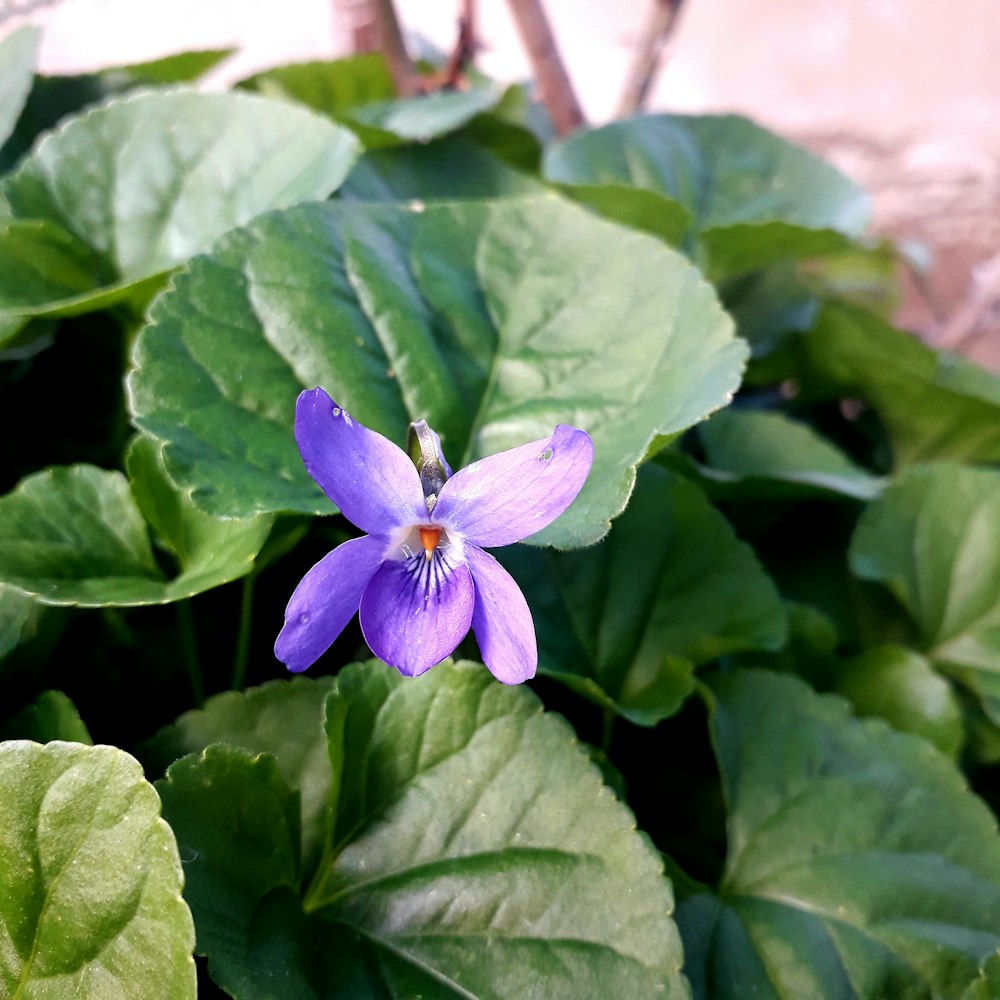 a purple flower with green leaves around it