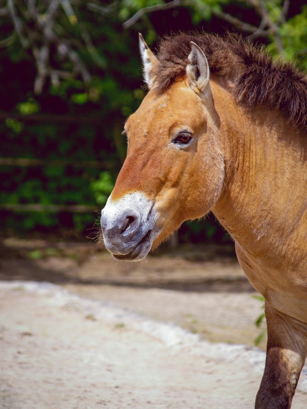 a brown horse standing on top of a dirt field