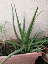 A healthy aloe vera plant with long, fleshy green leaves situated in a rectangular terracotta planter. The plant is placed against a textured, light-colored wall, with a small tomato plant growing nearby.