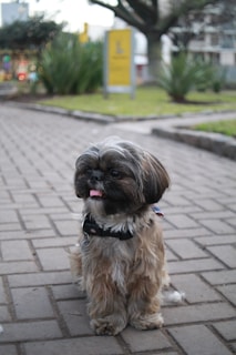 A small, fluffy dog with shaggy fur and a black nose sits on a paved pathway. Its tongue is sticking out slightly, and it wears a collar with a tag. In the background, there are green bushes, a large tree, and signs with yellow and gray colors.