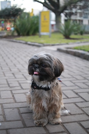 Creating a Dog Lifestyle: Embrace the Journey with Your Furry Companion