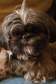 A small, fluffy dog with a dark brown and black coat. The dog has long fur, with a noticeable tuft on its head. Its expression is calm, and it is wearing a collar with a tag.
