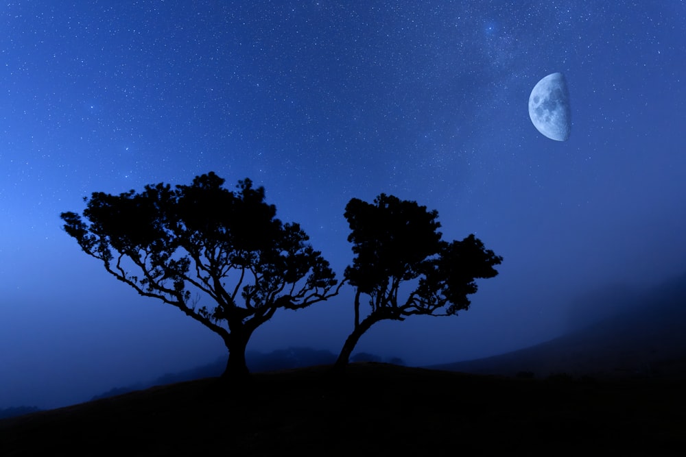 two trees are silhouetted against the night sky