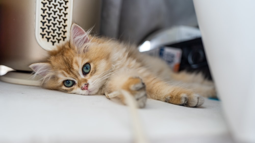 a small kitten laying on top of a white chair