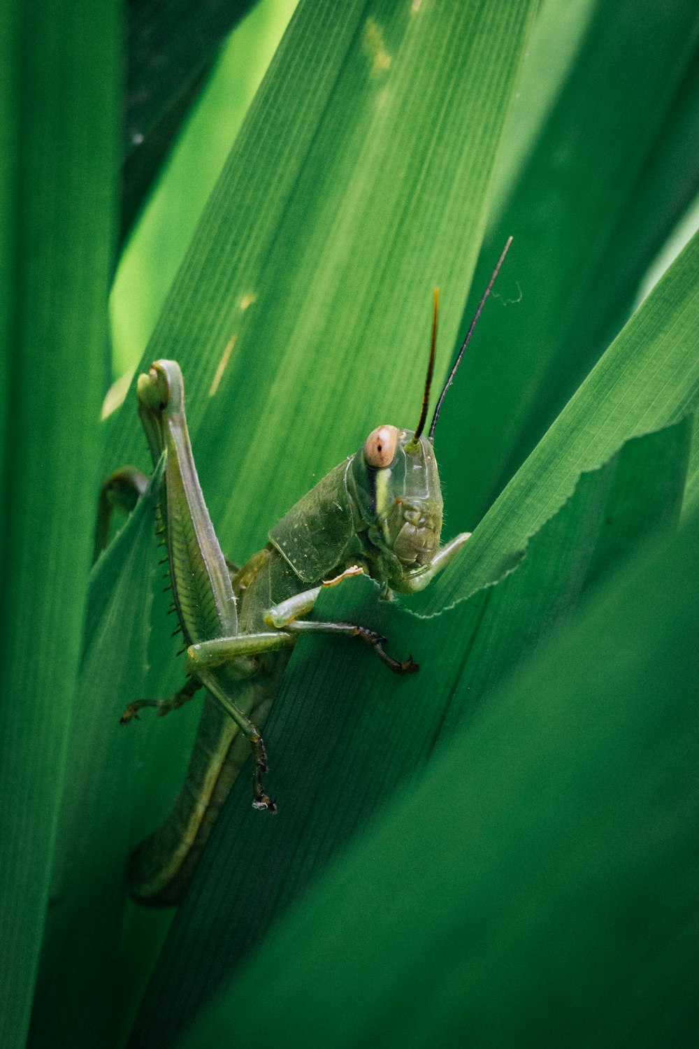 a close up of a grasshopper on a leaf