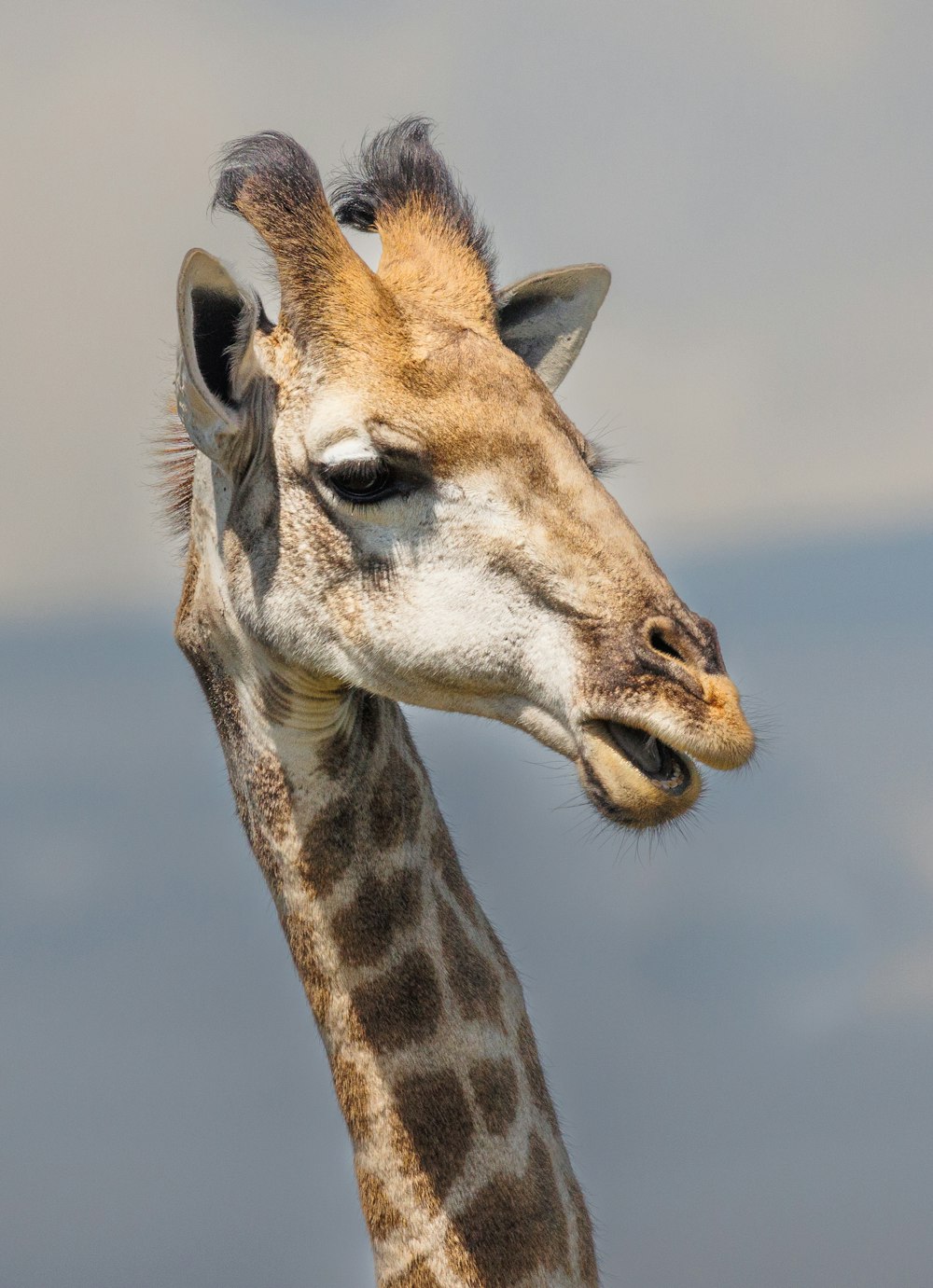 a close up of a giraffe with a sky background