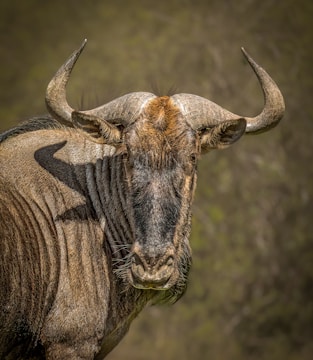 A close-up view of a wildebeest with its distinctive long curved horns and shaggy mane. Its fur shows a mix of dark brown and shades of lighter brown with visible textures. The animal's sharp, attentive gaze is directed at the camera, set against a blurred, natural background.