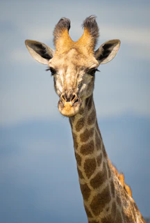 A small giraffe with a long neck and gentle eyes, handmade with warm yarn tones.