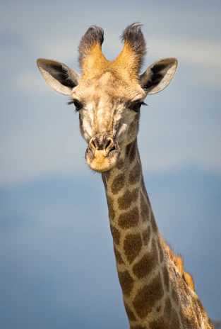 A small giraffe with a long neck and gentle eyes, handmade with warm yarn tones.