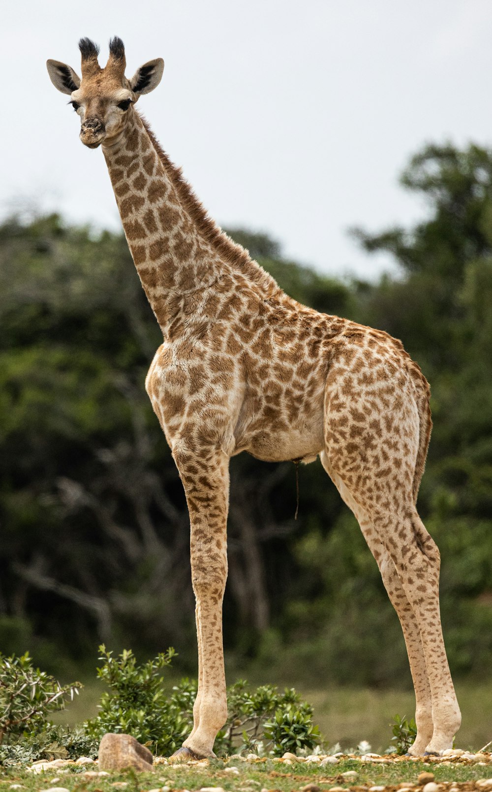 a giraffe standing in a field with trees in the background