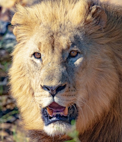 Close-up of a lion's intense amber eyes staring into the distance.