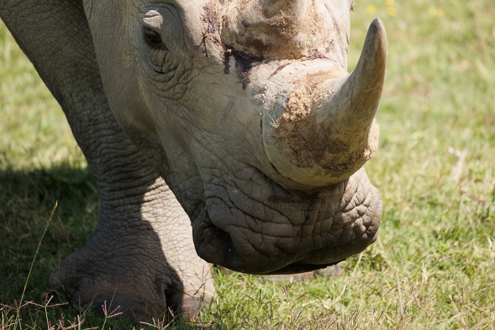 a close up of a rhino's face and nose