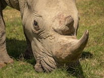 Close-up of a rare Javan rhino grazing in the wild under dappled sunlight.