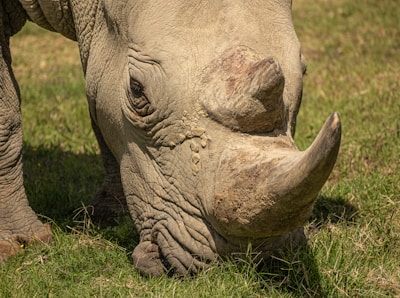Close-up of a rare Javan rhino grazing in the wild under dappled sunlight.