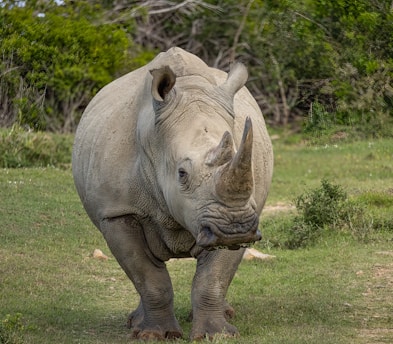A rhinoceros stands on a grassy field surrounded by dense green foliage. The rhino's skin is textured, thick, and grey, with prominent horns on its snout. The animal's bulky build and focused expression convey strength and presence against the lush natural backdrop.