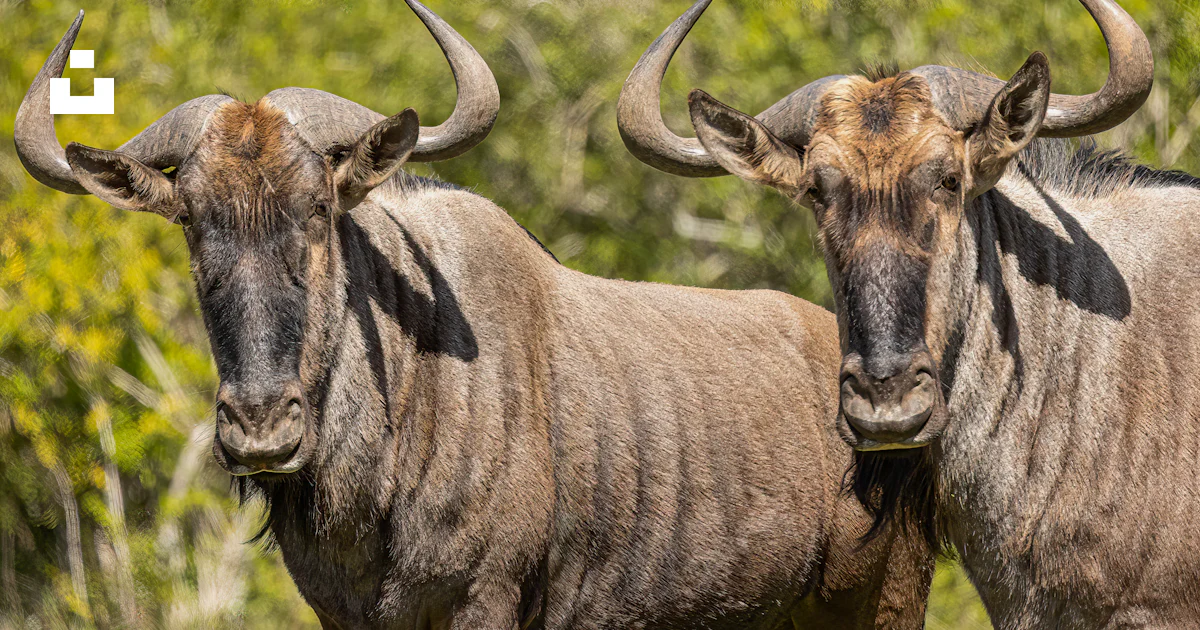 Deux grands animaux à cornes debout l’un à côté de l’autre photo ...
