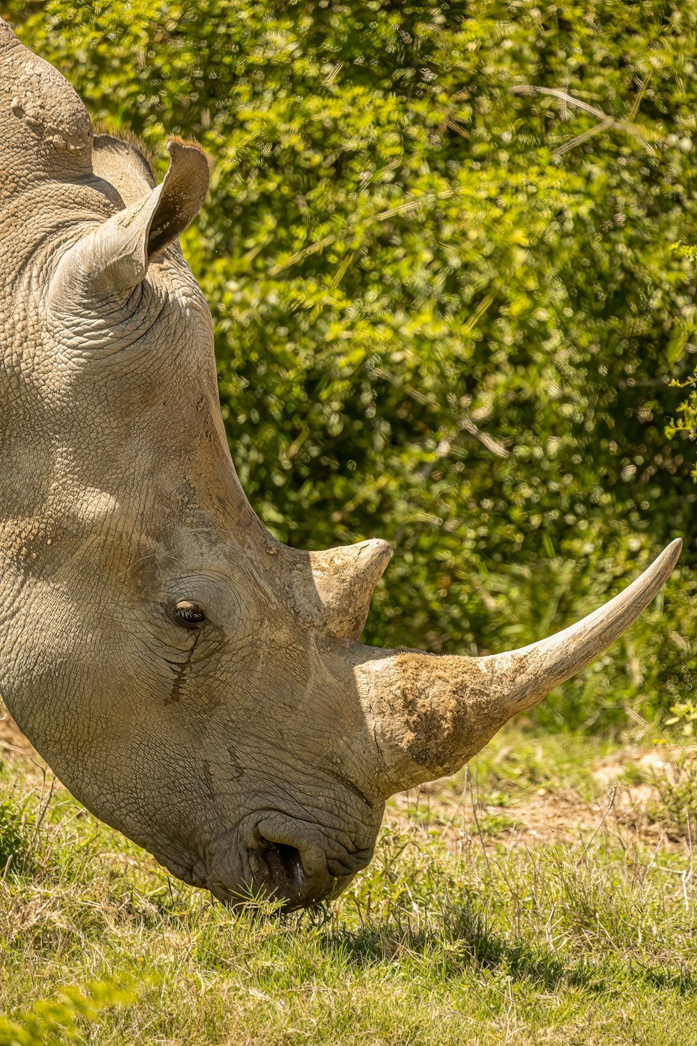 a close up of a rhino grazing on grass