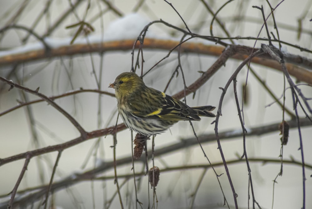 a small bird perched on a branch of a tree