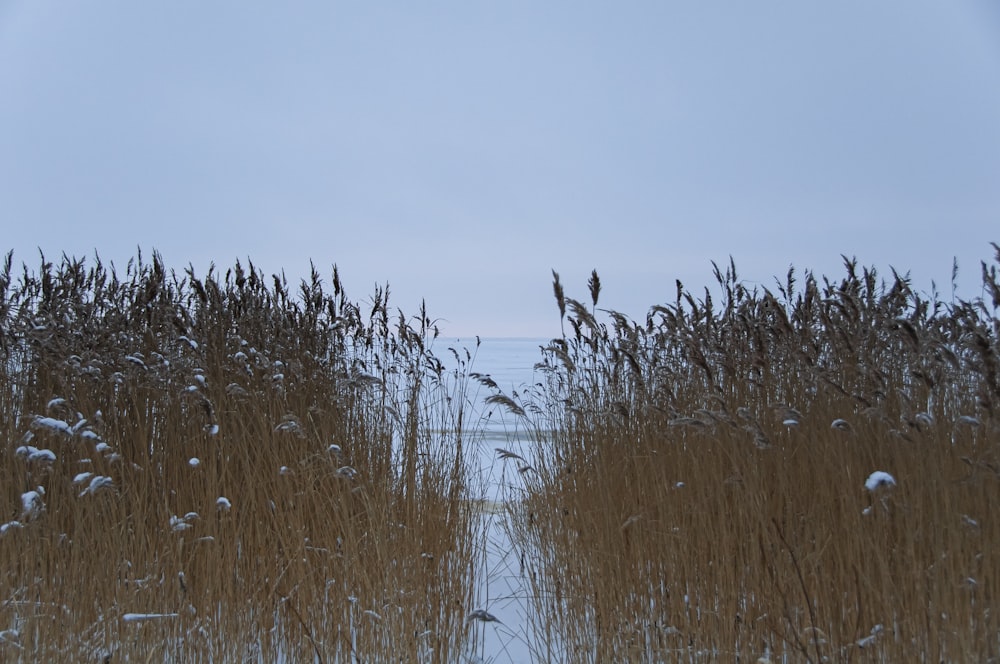 a path through tall grass leading to a body of water