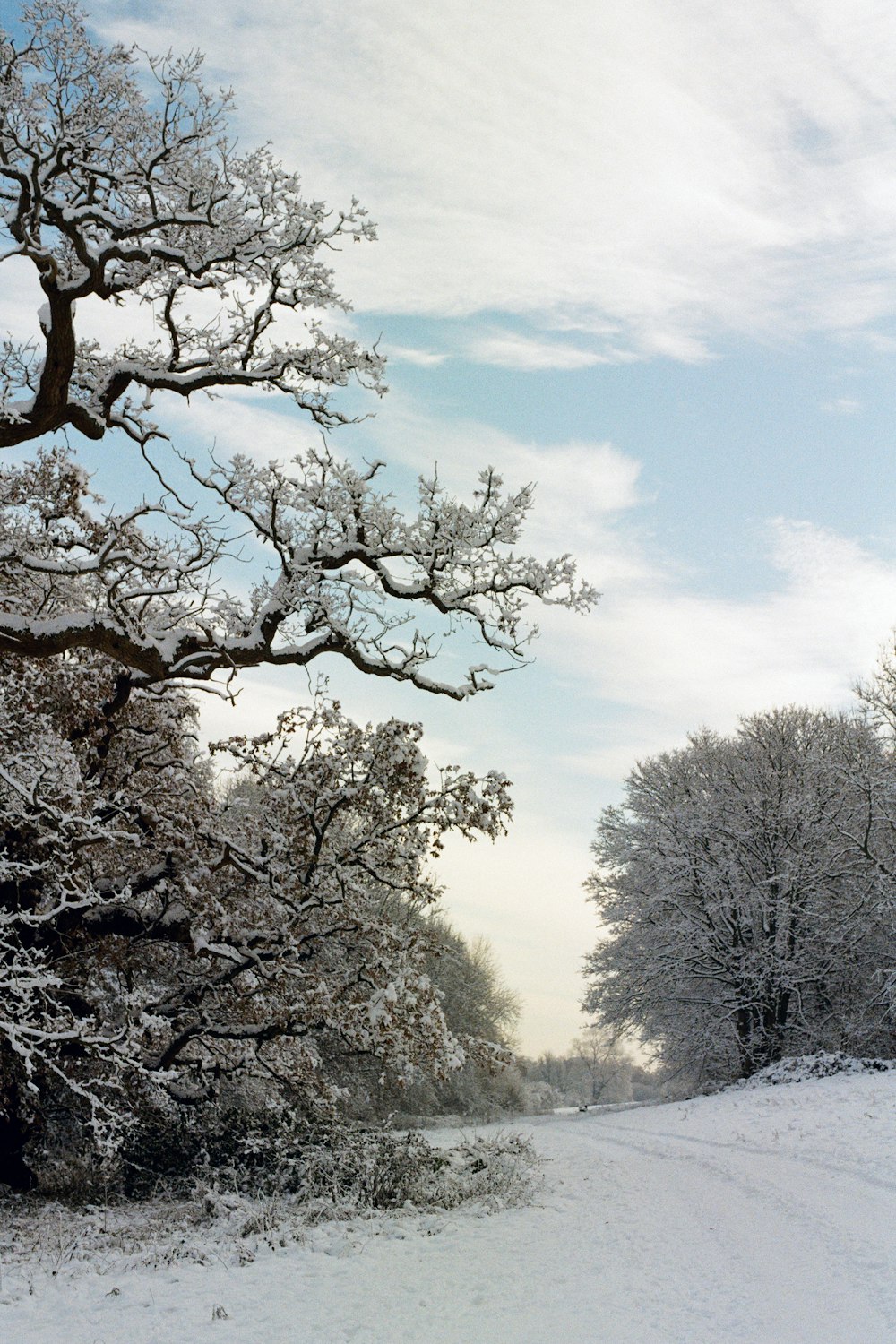 a snow covered road with trees on both sides