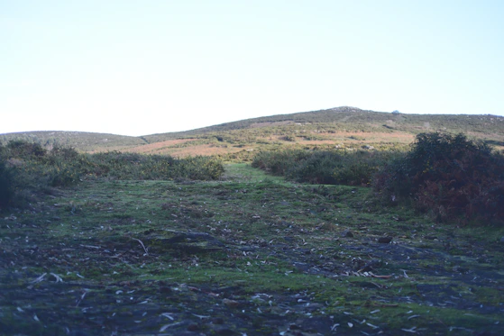 a grassy field with a hill in the background