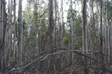 Tall, slender eucalyptus trees with peeling bark stand close together, surrounded by dense underbrush. The light filters softly through the canopy, casting a muted glow. Twisting branches lie low, creating a natural lattice amidst the vertical trunks.