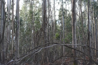 Tall, slender eucalyptus trees with peeling bark stand close together, surrounded by dense underbrush. The light filters softly through the canopy, casting a muted glow. Twisting branches lie low, creating a natural lattice amidst the vertical trunks.